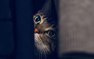 Introverted bookkeepers: how to confidently talk to prospective clients